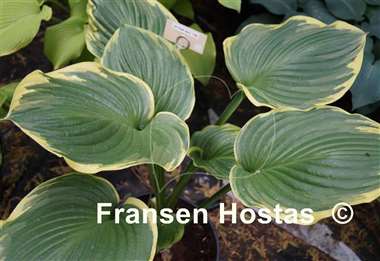 Hosta All That Jazz