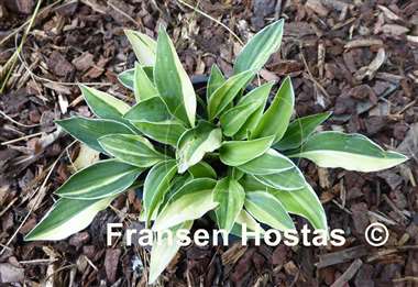 Hosta Allan P. McConnell Streaked