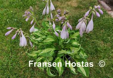 Hosta Allegan Fog