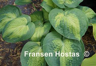 Hosta Alligator Alley