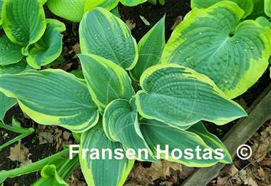 Hosta Alligator Shoes