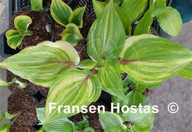 Hosta Almost Paradise