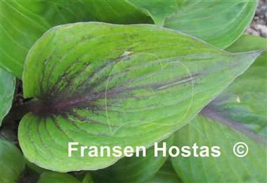 Hosta Almost Unreal