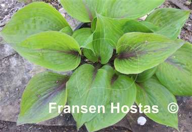 Hosta Almost Unreal