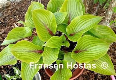 Hosta Almost