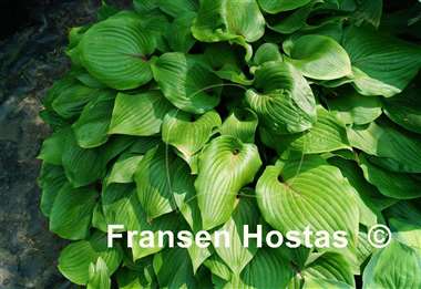 Hosta Almost