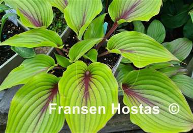 Hosta Almost