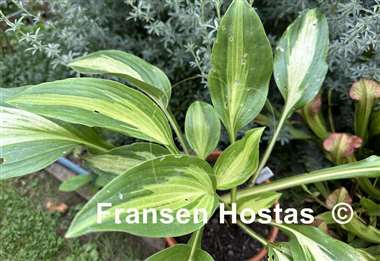 Hosta Alternative