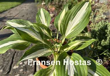 Hosta Alternative