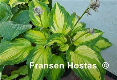 Hosta Amalia