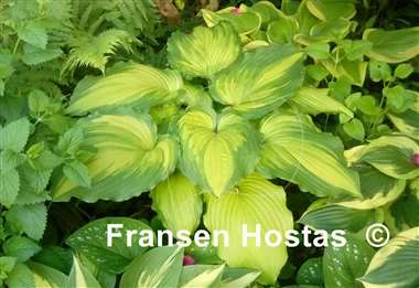 Hosta Amalia