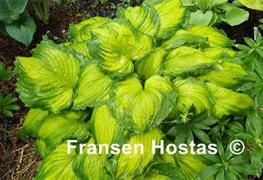 Hosta Amalia