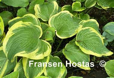 Hosta Amazing Grace
