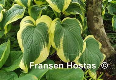 Hosta Amazing Grace