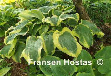 Hosta Amazing Grace