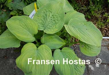 Hosta Ambrosia
