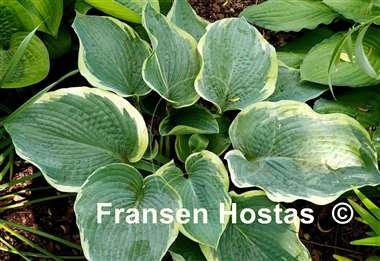 Hosta American Halo