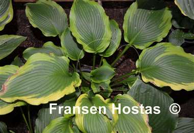 Hosta American Icon