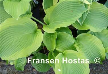 Hosta American Icon