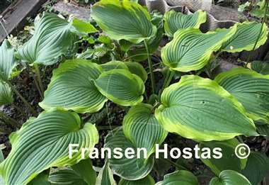 Hosta American Icon