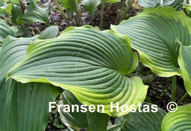Hosta American Icon
