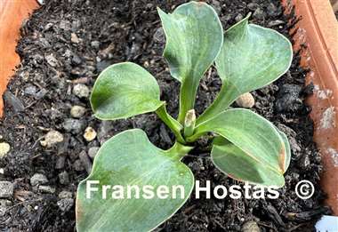 Hosta American Super Mouse