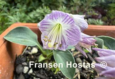 Hosta American Super Mouse