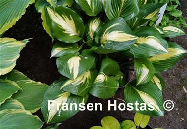 Hosta American Sweetheart