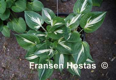 Hosta Americana
