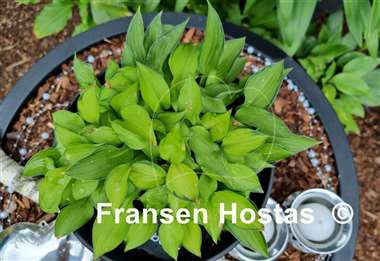 Hosta Amy Elizabeth