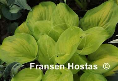 Hosta Android