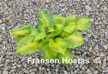 Hosta Android