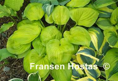 Hosta Android