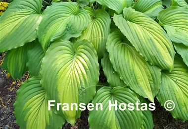 Hosta Angel Falls