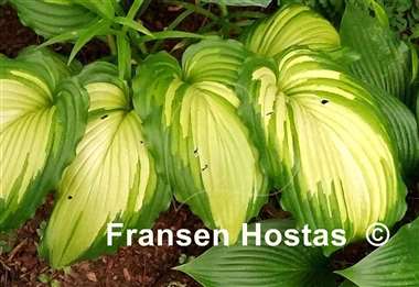 Hosta Angel Falls