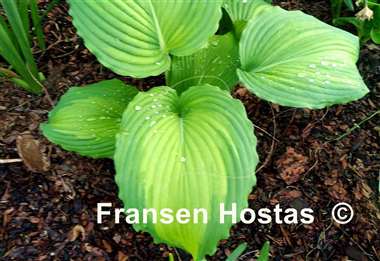 Hosta Angel Falls