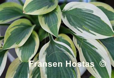 Hosta Angelique