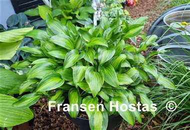 Hosta Ani Machi