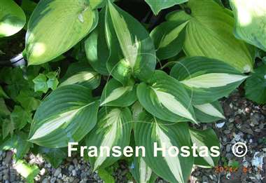 Hosta Ann Kulpa