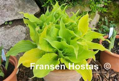 Hosta Annabel Lee