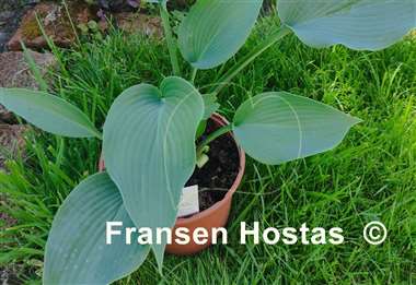 Hosta Ansty