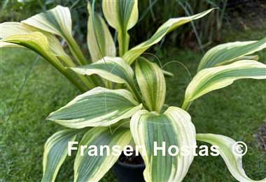 Hosta Aomori Setting Sun