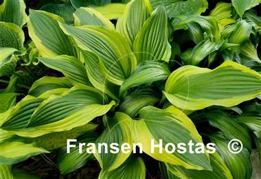 Hosta Aomori Setting Sun