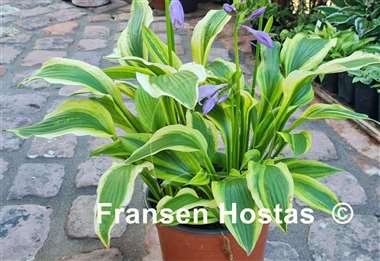 Hosta Aomori Setting Sun