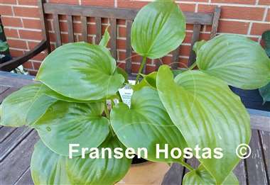 Hosta Aphrodite