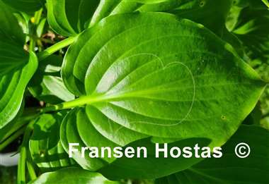 Hosta Aphrodite