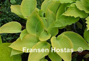 Hosta Apple Candy