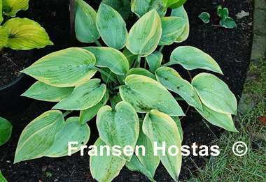 Hosta Apple Candy