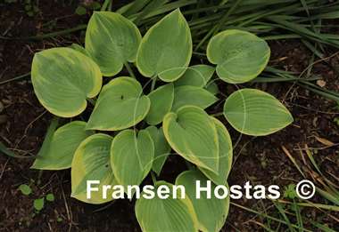 Hosta Apple Candy