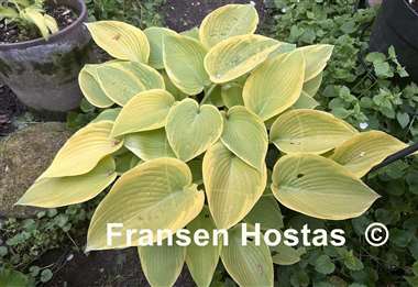 Hosta Apple Candy